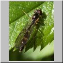 Baccha elongata - Gemeine Schattenschwebfliege w04.jpg